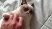 Top 28 grumpy cat memes laughing so hard patrick memes. Grumpy Cat Gifs Get The Best Gif On Giphy
