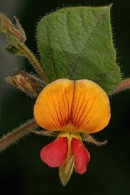 Image result for Rhynchosia monophylla