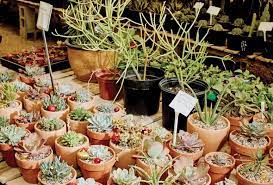 Browse photos, see new properties, get open house info, and research neighborhoods on trulia. Succulents Where To Find Them In Greater Palm Springs