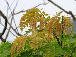 Image result for Brachystegia utilis