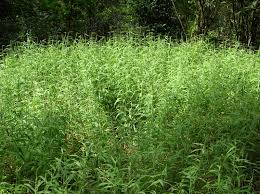 Image result for Melinis minutiflora