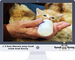 Jika susu yang cocok untuk anak kucing tanpa induk ini sudah sobat dapatkan, siapkan wadah penampung untuk membuat susu kucing ini dan siapkan juga pipet khusus atau dot untuk memberi susu ke anak kucing. 3 Susu Manusia Yang Cocok Untuk Anak Kucing