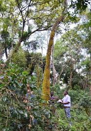 Image result for Hippocratea goetzei