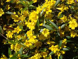 Check spelling or type a new query. Winter Color Plants Shrubs Desert Horizon Nursery