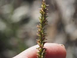 Image result for Sacciolepis indica