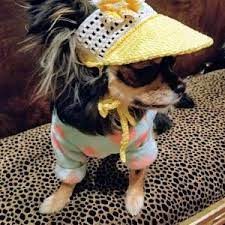 Hat For Dog Sakura Blossoms Crochet Dog Hat Dog Beanie Dog Party Hats Dog Sun Hat Puppy Hat Caps For Dogs Dog Hat Puppy Hats Dog Beanie