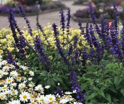 Summer berries scabiosa seeds and plants, annual flower garden at burpee.com. 10 Beautiful Blue Annual Flowers Proven Winners