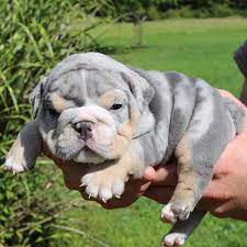 Merle Bulldog Cute Baby Animals English Bulldog Puppies Bulldog Puppies
