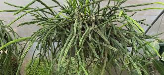 Image result for Rhipsalis