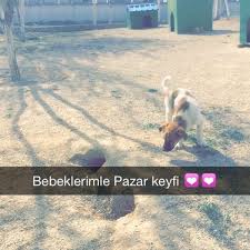 Yenimahalle Hayvan Barinagi Ankara Da Hayvan Barinagi Da Fotograflar