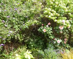 See more ideas about plants, planting flowers, beautiful flowers. Home Jeremy Bartlett S Let It Grow Blog