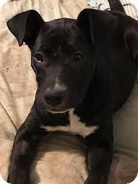 Fast & free job site: Pin On Pitts In Need For Adoption Please Save One