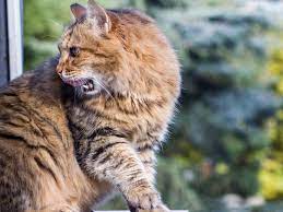 Street Cat 94 Cats Kittens Animals