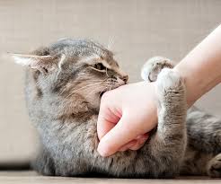Image result for Cat Bite