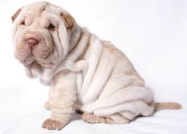 Squishy Little Shar Pei Shar Pei Dog Cute Dog Photos Animal Lover