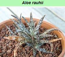 Image result for Aloe bicomitum