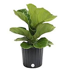Image result for PLANTS