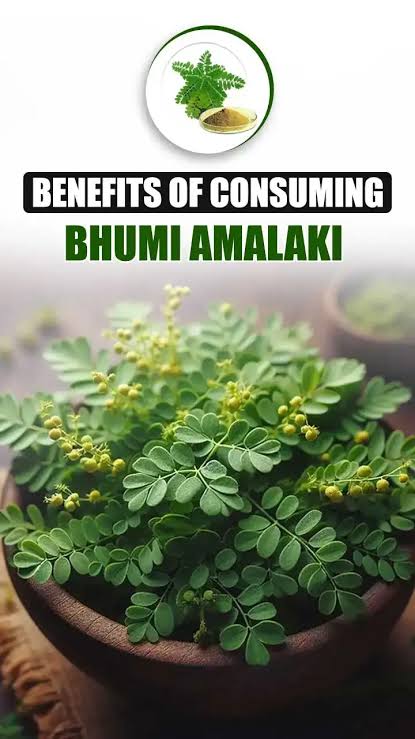Bhumi Amla: Uses and Health Benefits