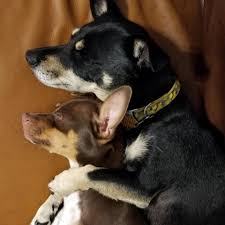 Pine bluff, ar housing market. The Pet Place Home Facebook