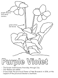 Purple Violet With Labels Printable Flower Coloring Pages Flower Coloring Pages Coloring Pages