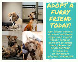 The couples in pakistan who don't have their own children have last choice to adoption procedure in pakistan. Animal Care Association Pakistan Home Facebook