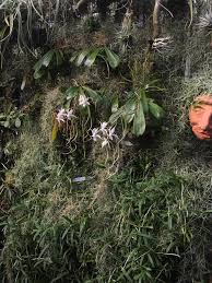 Image result for Aerangis splendida