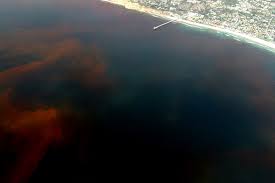 Red tides form many miles offshore, sometimes causing no impact to humans. Toxic Red Tide Is Back In Florida Is Big Sugar To Blame Civil Eats
