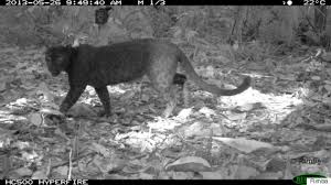14,531 likes · 13 talking about this. Yes Black Leopards Actually Have Spots Huffpost