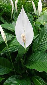Learn how to properly identify this pest, the regions where you'll find it, and how to mange it organically. Peace Lily Plant Spathiphyllum Guide Our House Plants