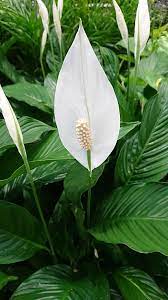 Check spelling or type a new query. Peace Lily Plant Spathiphyllum Guide Our House Plants