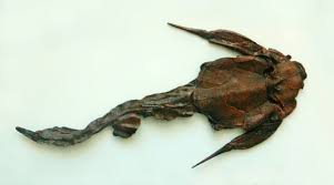 Image result for Bothriocline