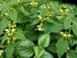 Maybe you would like to learn more about one of these? Dead Nettle White Dead Nettle Red Or Purple Dead Nettle Henbit Dead Nettle Lamiastrum
