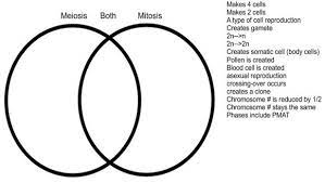 Mitosis gives identical cells to each other and to the mother cell, while meiosis leads to genetic variation due to crossing over and independent assortment. Venn Diagram Meiosis Vs Mitosis Pic Teaching Biology Mitosis Meiosis