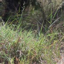 Image result for Schmidtia kalahariensis