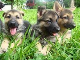 Small animals · 100% financing · food and supplies · birds German Shepherd Puppies For Sale 7 Weeks Old For Sale In Houston Texas Classified Americanlisted Com