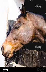 Horse head side view hi-res stock photography and images - Alamy