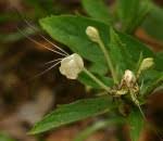 Image result for Clerodendrum ternatum