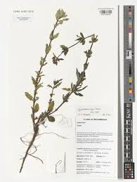 Image result for Agathisanthemum globosum