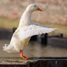 Aylesbury Duck Pekin Duck Duck Dabbling Duck