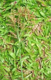 Image result for Pycreus macrostachyus