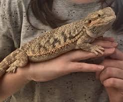 Facile da allevare in un terrario, un contenitore pogona vitticeps: Pogona Vitticeps Drago Barbuto