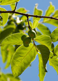 Image result for Vangueria