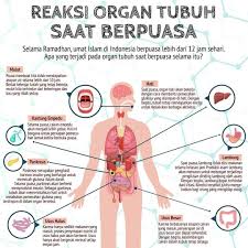 Selama Ramadhan Umat Islam Di Indonesia Berpuasa Lebih Dari 12 Jam Sehari Lalu Apa Yang Terjadi Pada Organ Tubuh Saat Berpuasa S Instagram Posts Instagram Map