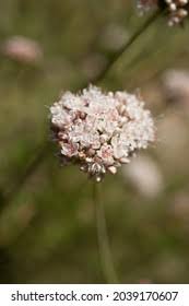 Image result for Clerodendrum fasciculatum