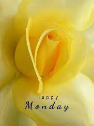So, why don't you express your love by showing flower at morning saying good morning or wishing through a text message of the good morning wishes with an image of a flower or rose as the background image? Happy Monday Monday Morning Greetings Monday Morning Quotes Good Morning Happy Monday