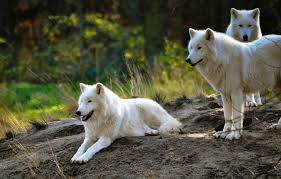 Photo Wallpaper White Summer Nature Background Wolf Pack In Summer 1332x850 Wallpaper Teahub Io