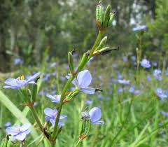 Image result for Aristea ecklonii