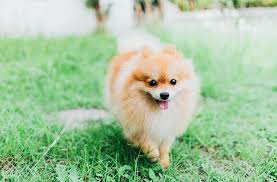 Pomeranian Puppy Pomeranian Puppy Best Small Dogs Puppies