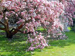 Image result for poze primavara