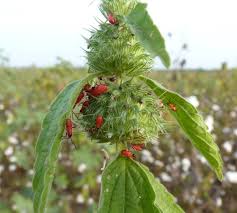 Image result for Leucas martinicensis